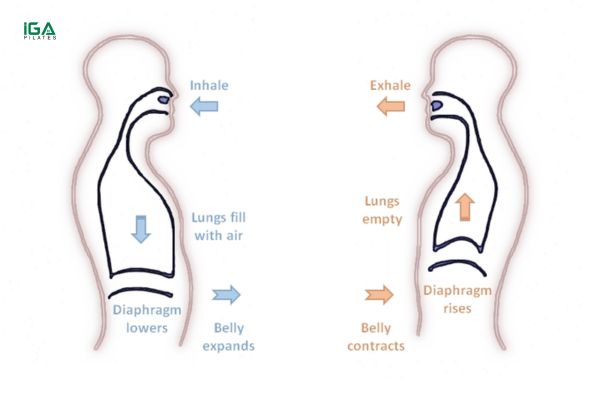 Hít thở bụng (Diaphragmatic Breathing)