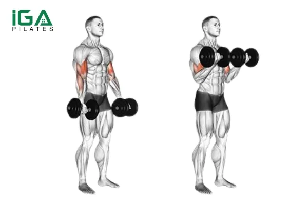 Tập luyện Bicep Curls để hỗ trợ cho động tác Chin Up