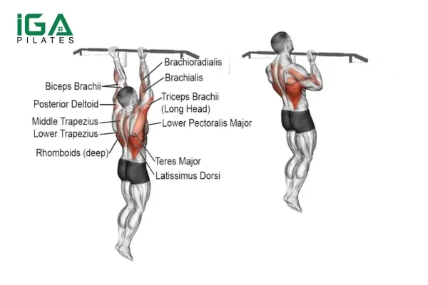 Các nhóm cơ mà Chin Up tác động lên