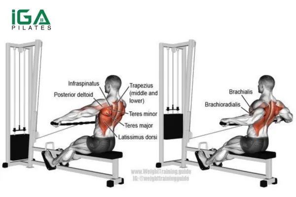 Tập luyện Rows để hỗ trợ cho động tác Chin Up